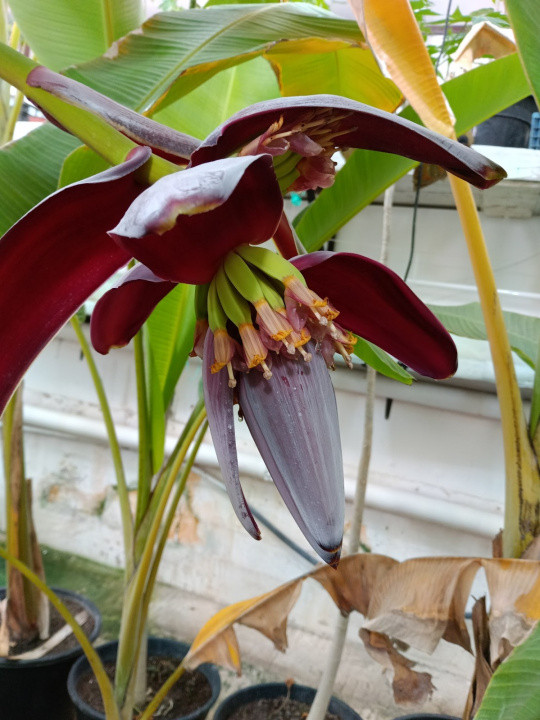 TEREN 565 MP, CASA SI PISCINA