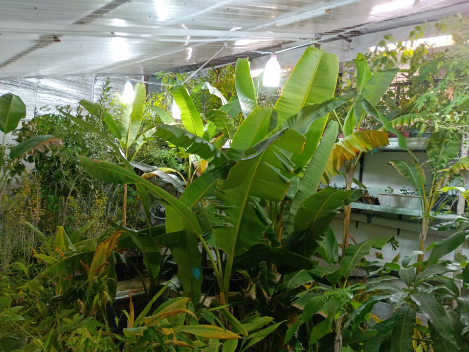 TEREN 565 MP, CASA SI PISCINA