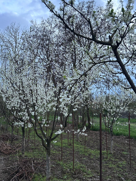 Casa + teren -centrala proprie -Cornetu -Ilfov